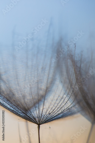 Dandelion abstract background. Shallow depth of field. Spring background