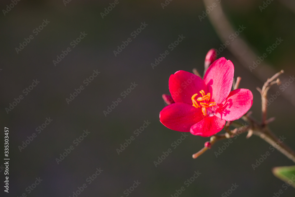 Plumeria flower on red and black background
