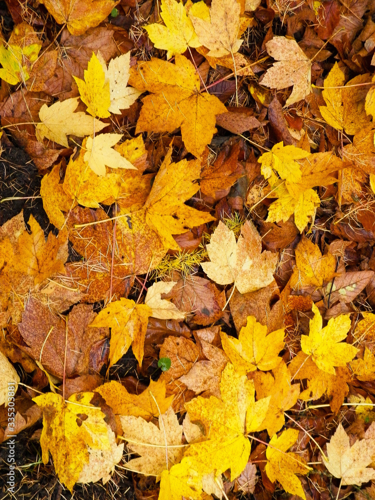 Yellow autumnal leaves as nature background. Yellow autumnal leaves as nature background.