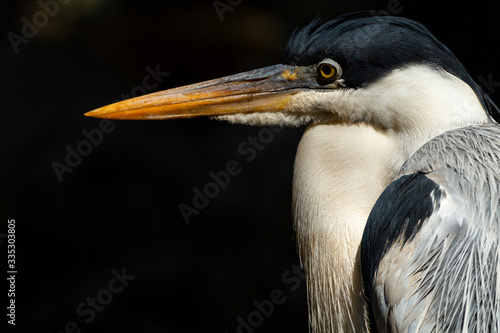 Obraz na plátně close up of a great grey heron