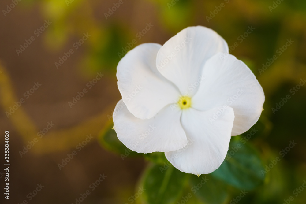 Obraz premium Pure white flowers of showy evening primrose.