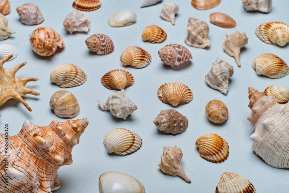 Mix of seashells set up on blue paper background