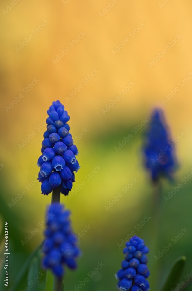 A group of grape hyacinths in spring in evening in the forest in dawn with warm orange background, Muscari A group of grape hyacinths in spring in evening in the forest in dawn with warm orange background, Muscari