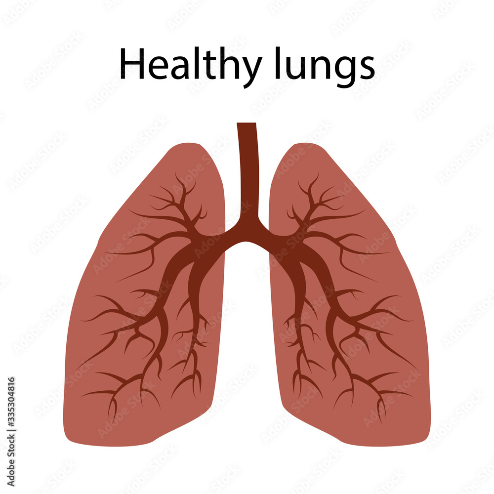 Lungs of a healthy person. There are no diseases or viruses in the lungs. Isolated vector. Lungs of a healthy person. There are no diseases or viruses in the lungs. Isolated vector.