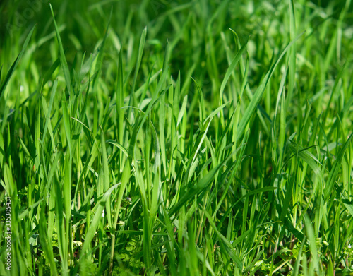 tall green growing grass in the park on a summer spring day sways in the wind
