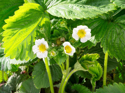 Strawberry flower. Blossoming  of  strawberry.  Wild stawberry bushes.