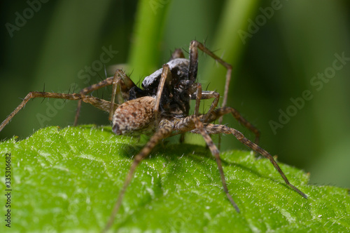 Black wolf spider sitting on leaf and eating another spider