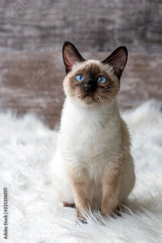 Pet animal; cute siamese ki...