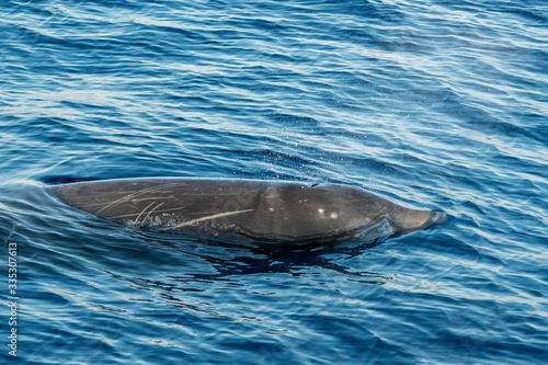 Rare Goose Beaked whale dolphin Ziphius cavirostris photo