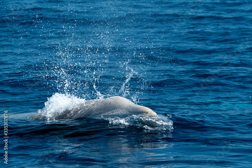 white Rare Goose Beaked whale dolphin Ziphius cavirostris photo