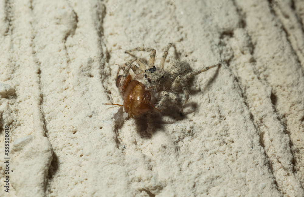 Jumping Spider eat Soldier fly or Oplodontha viridula on Nature. Jumping Spider eat Soldier fly or Oplodontha viridula on Nature.