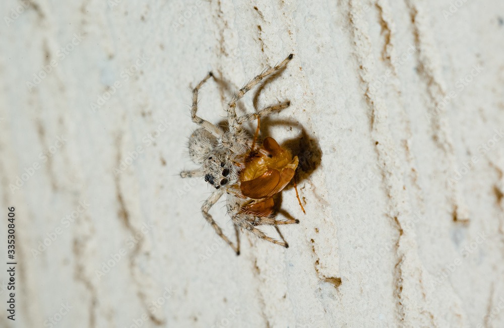 Jumping Spider eat Soldier fly or Oplodontha viridula on Nature. Jumping Spider eat Soldier fly or Oplodontha viridula on Nature.