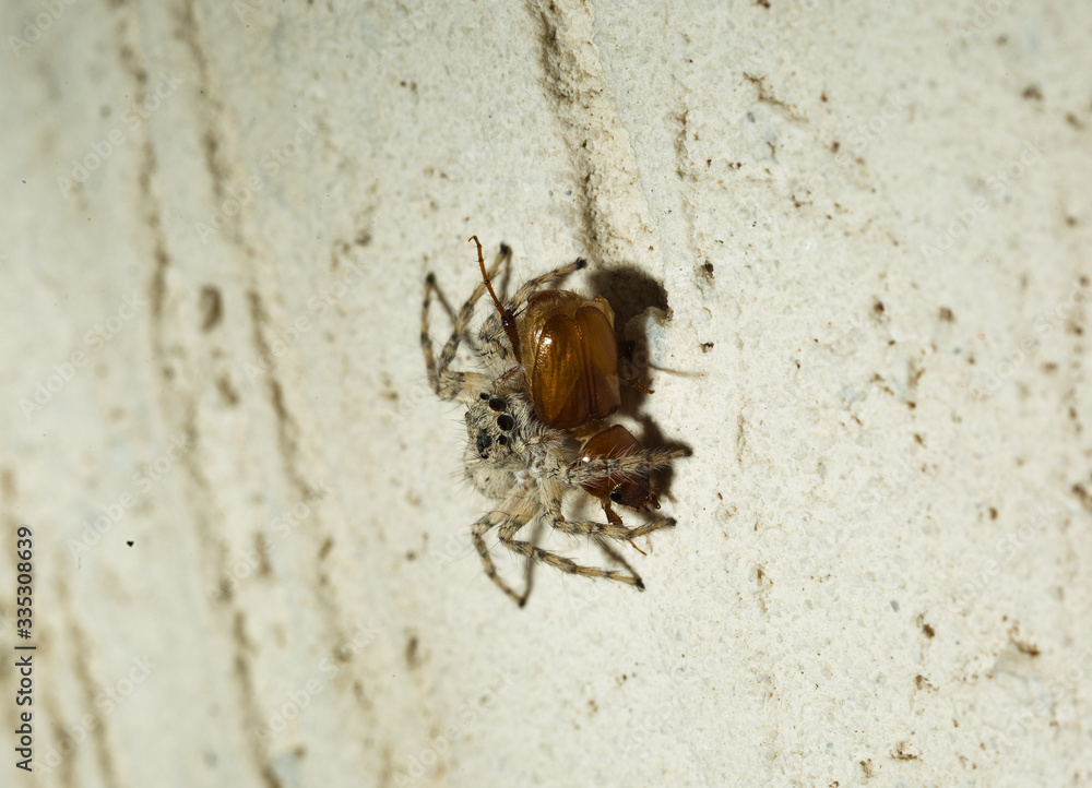 Jumping Spider eat Soldier fly or Oplodontha viridula on Nature. Jumping Spider eat Soldier fly or Oplodontha viridula on Nature.