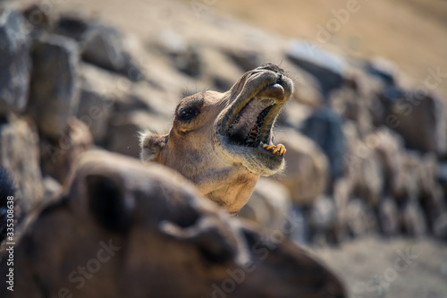 One Nice Camal with open mouth on the animal Market in Keren, Eritrea