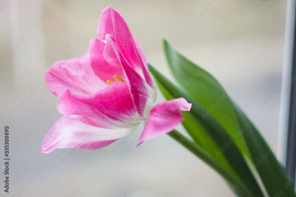 Bouquet of pink tulips on a mirror background. Bouquet of pink tulips on a mirror background.