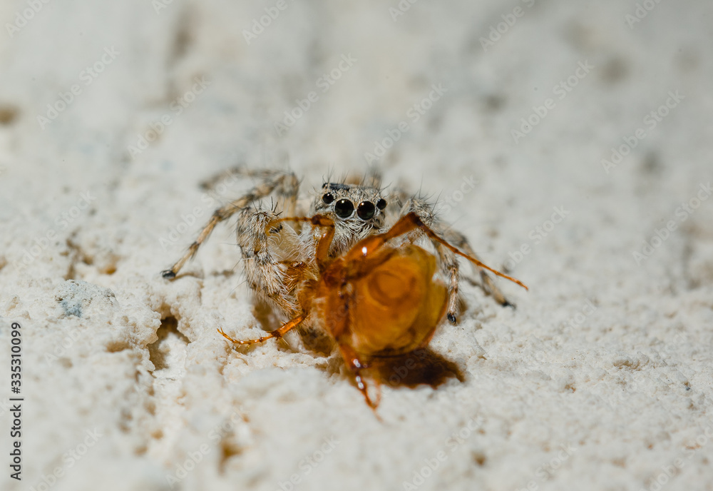 Jumping Spider eat Soldier fly or Oplodontha viridula on Nature. Jumping Spider eat Soldier fly or Oplodontha viridula on Nature.