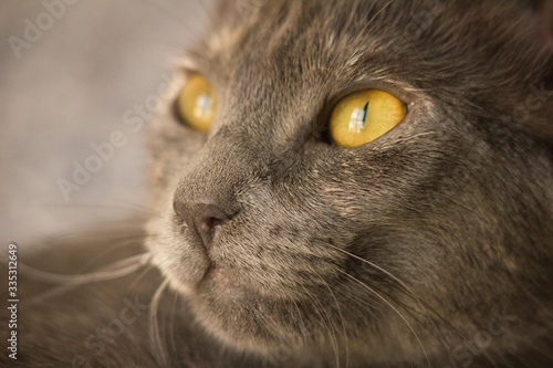 cat