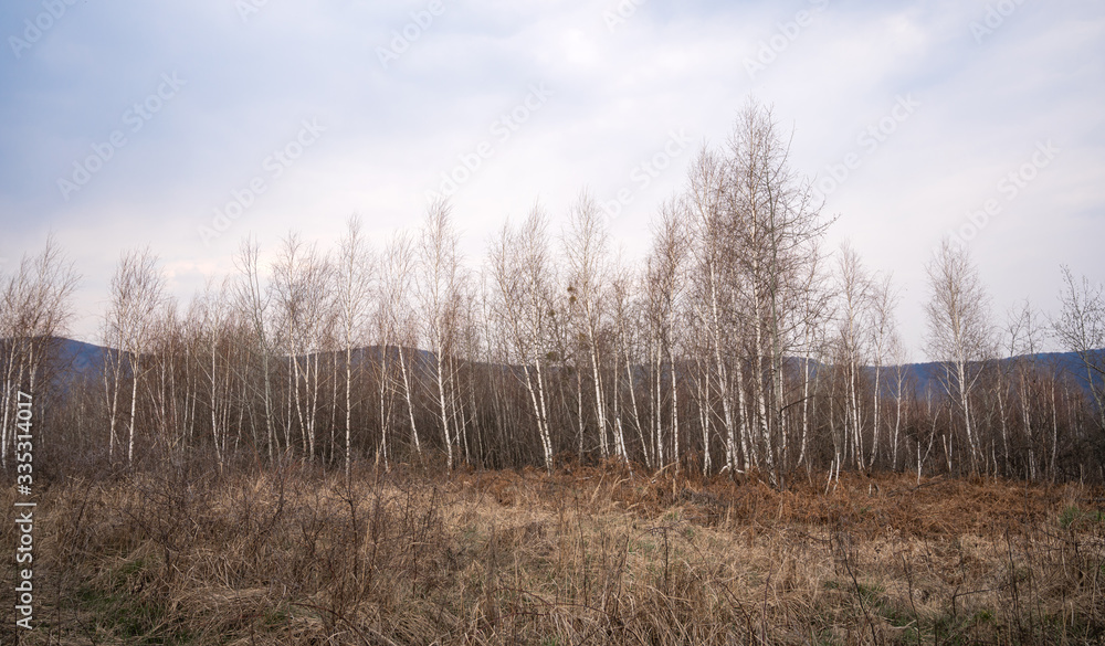 Birch tree forest
