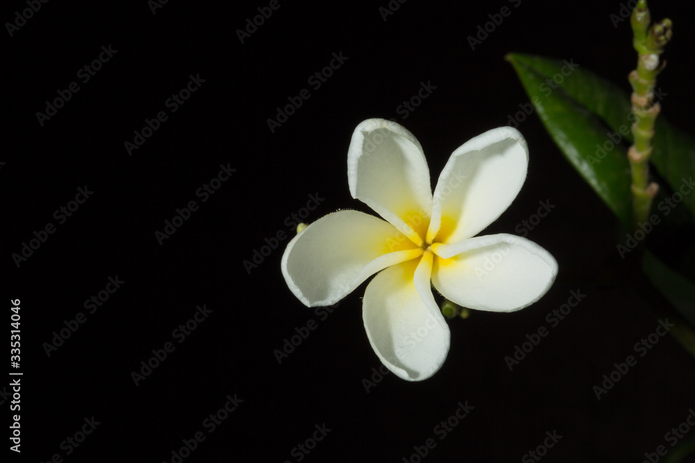 Fototapeta premium Gorgeous frangipani flower, over black background. Fresh-picked during a rain shower