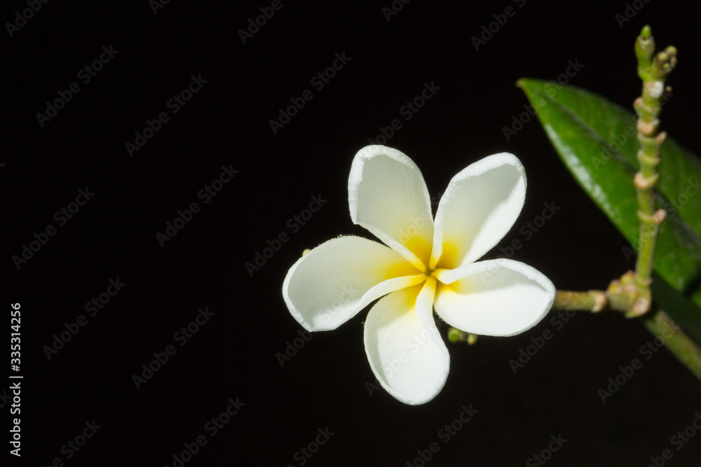 Fototapeta premium Gorgeous frangipani flower, over black background. Fresh-picked during a rain shower