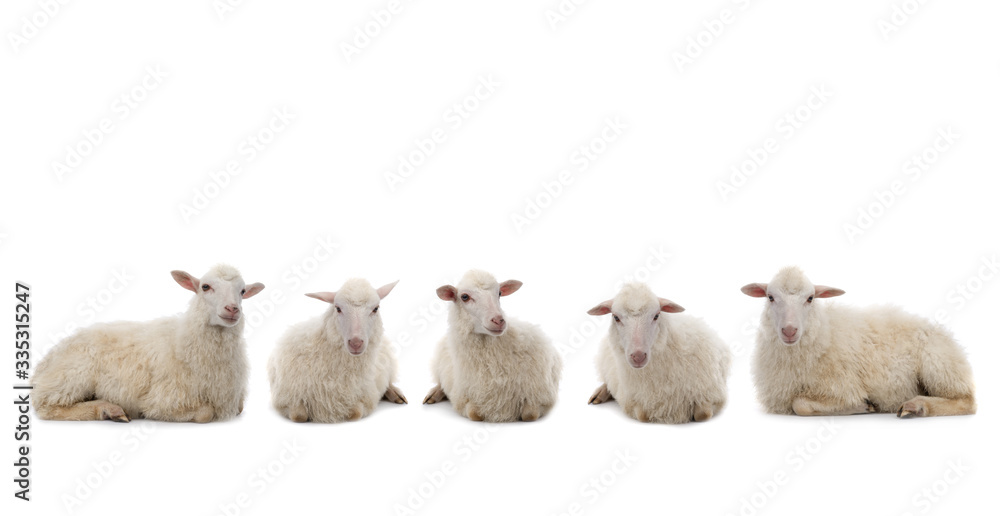 five Lying sheep isolated on a white background. five Lying sheep isolated on a white background.