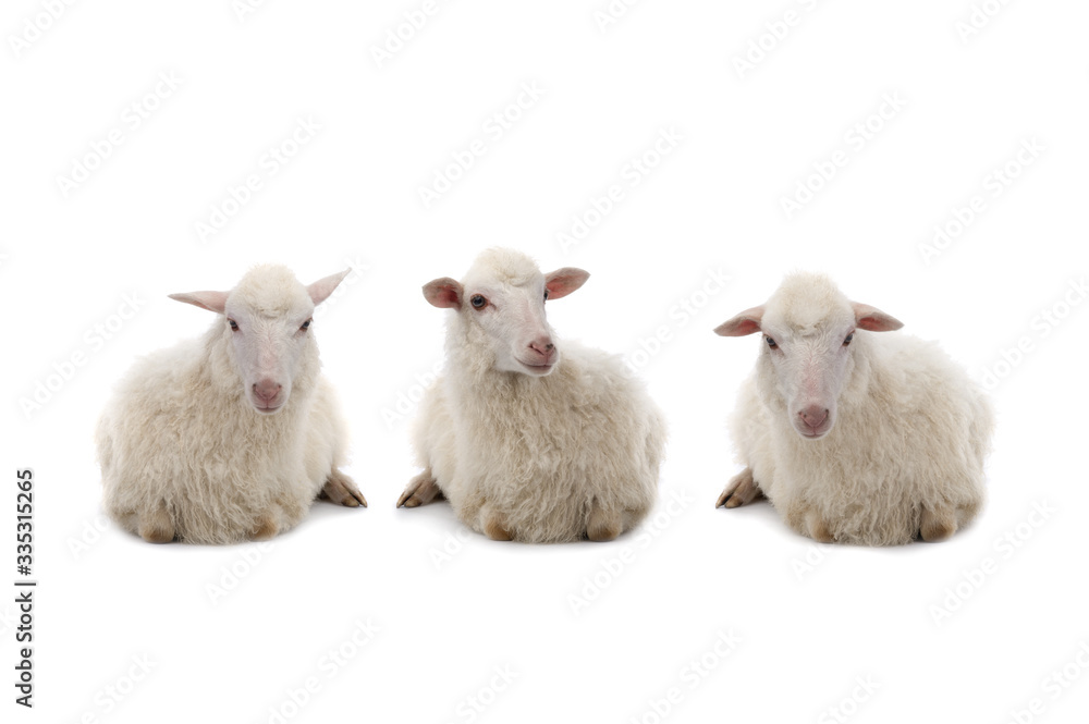 Obraz premium three Lying sheep isolated on a white background.
