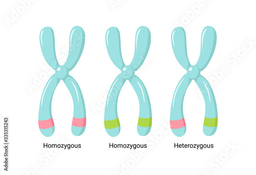 Vector illustration of heterologous and homologous chromosomes