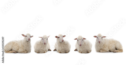 Fototapeta five Lying sheep isolated on a white background.