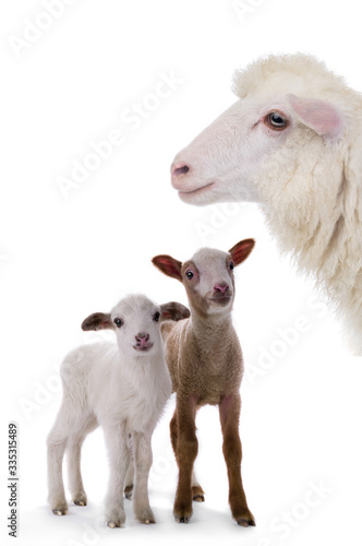 Mother sheep and little sheep isolated on white background.