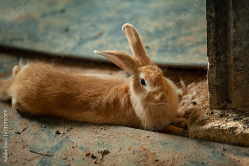 Little funny rabbit lying on the ground.