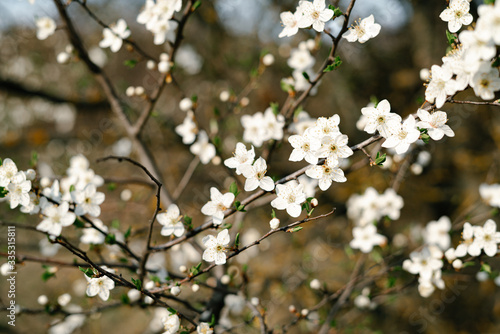 a lot of beautiful, delicate, white flowers blooming cherry plum on a tree branch, in the Botanical garden in the sun, in early spring