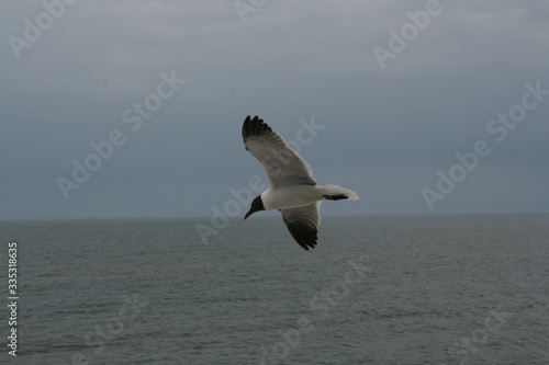 Seagull in flight over panama City Beach Florida