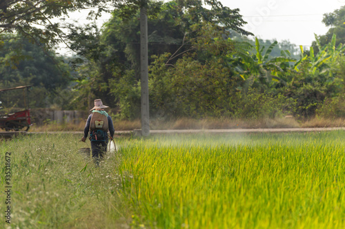  Farmers are using sprayers in rice fields.