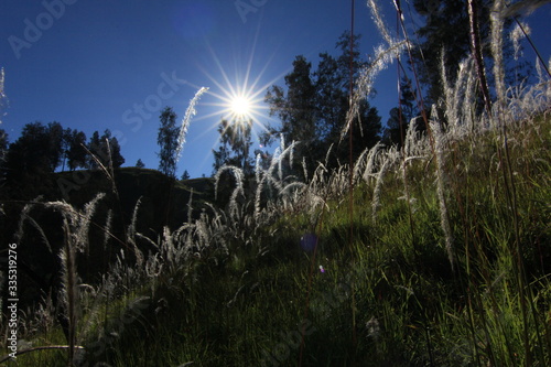 White Grass and the sun