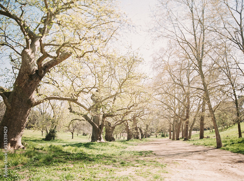 trees in the park in Rome photo