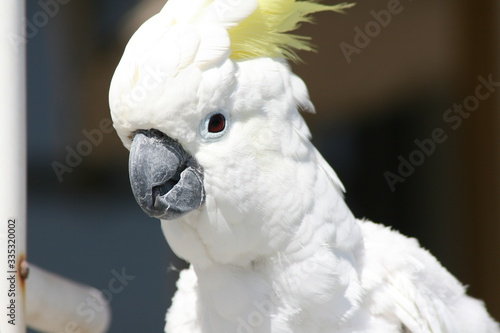 Head shot of cockatoo parrot with yellow in its head