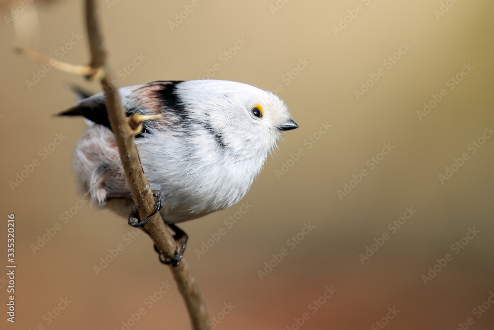 Fototapeta premium long-tailed tit