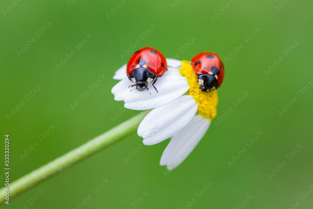 Fototapeta premium Ladybug sits on a white daisy