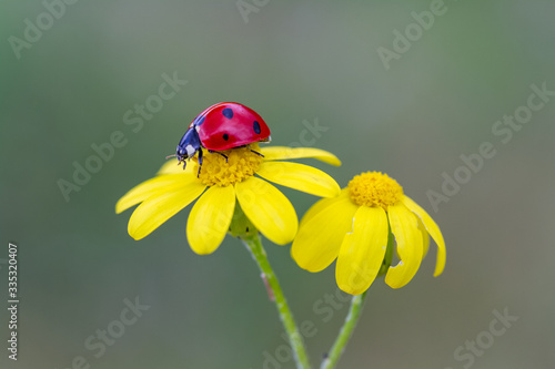 Ladybug sits on a yellow daisy © mehmetkrc