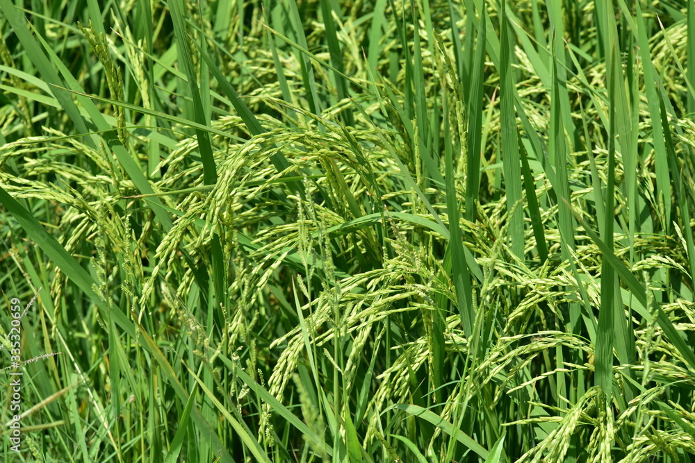 Obraz premium Green rice fields Use as wallpaper