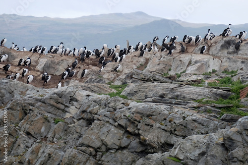 Cormorants standing on a rock, Beagle channel Ushuaia