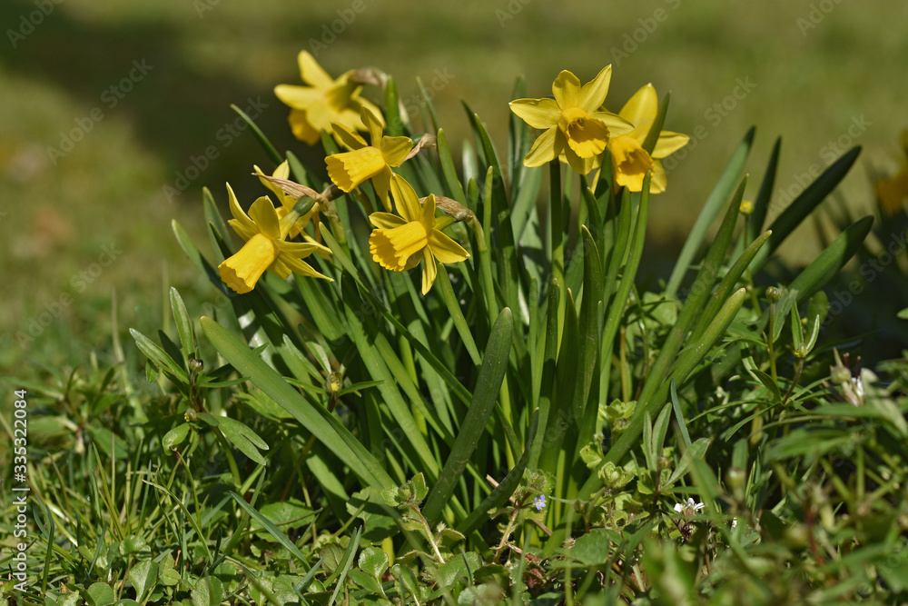 Obraz premium Narzisse, Osterglocke, Narcissus,