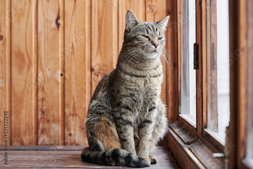 portrait of a cat on a wooden background next to the window