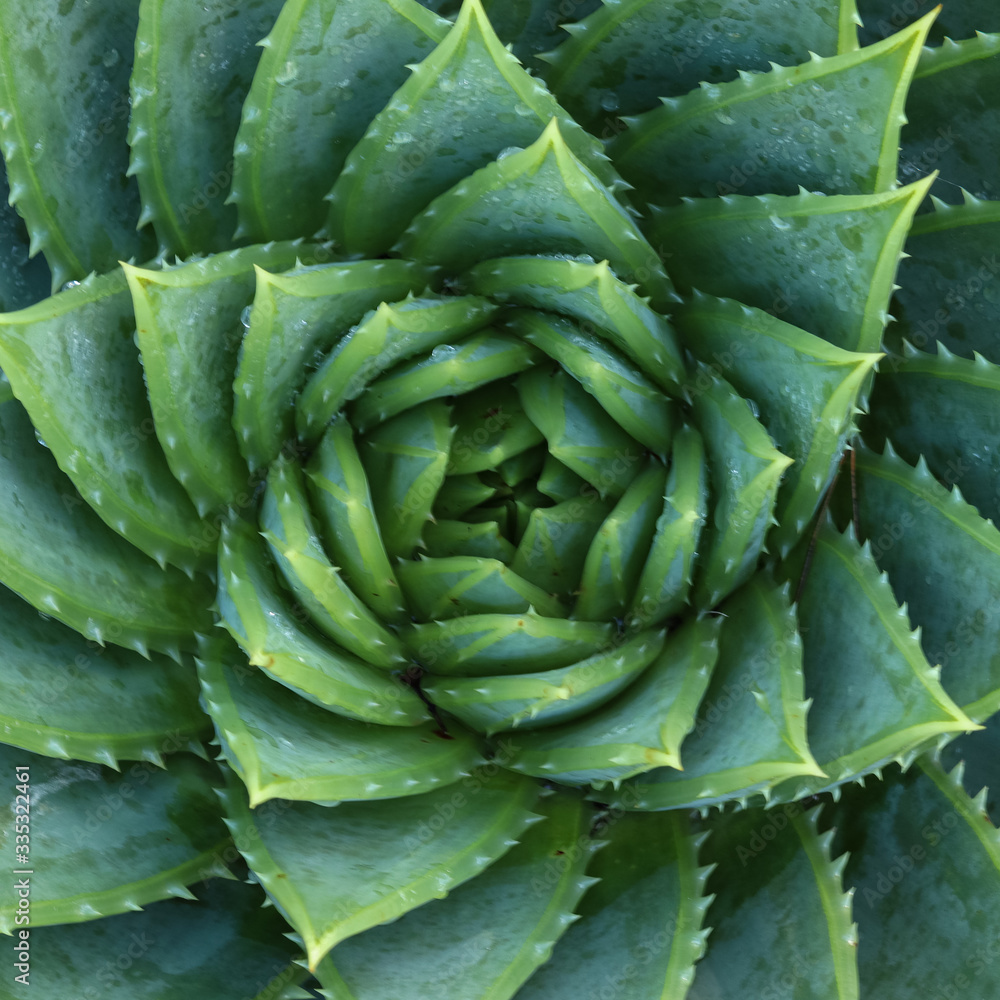 Cactus Geometry Cactus Geometry