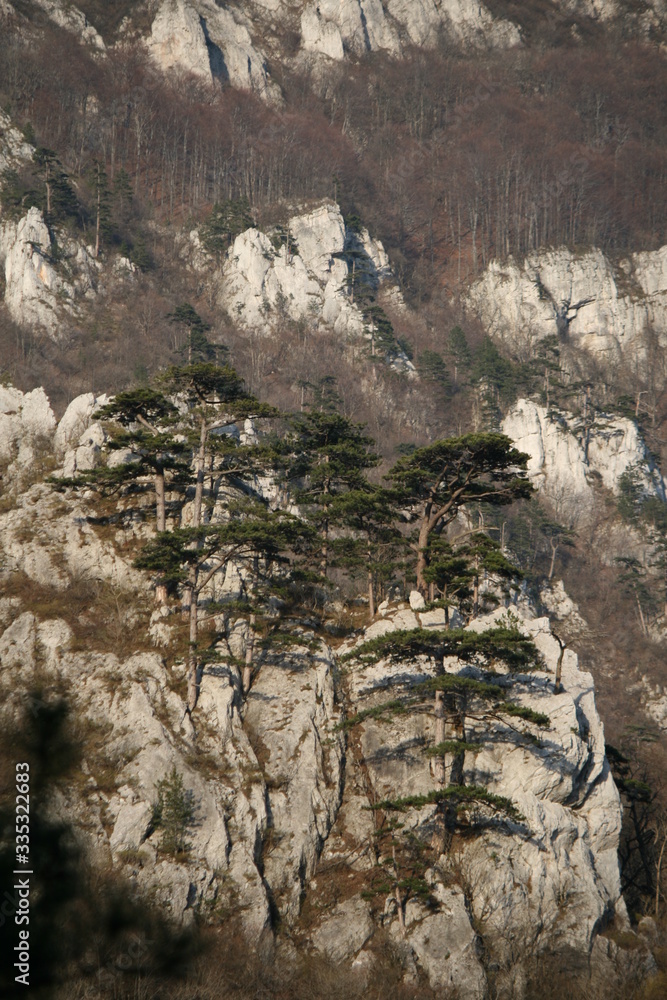 mountain  nature tree