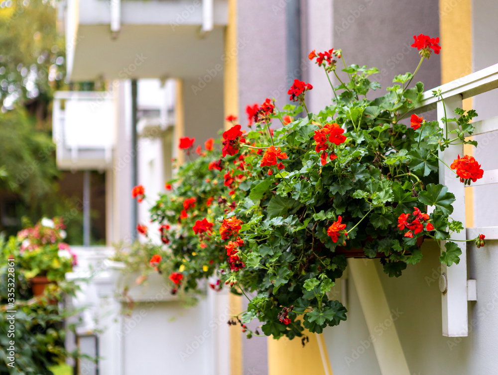 Blooming geranium on the balcony. Indoor flowers. Decoration of the facade of the house. Red flowers in a pot. City flowers. Blooming geranium on the balcony. Indoor flowers. Decoration of the facade of the house. Red flowers in a pot. City flowers.