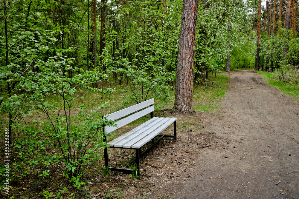 Wooden bench by the forest trail in the park. The concept of forest walks and loneliness Wooden bench by the forest trail in the park. The concept of forest walks and loneliness
