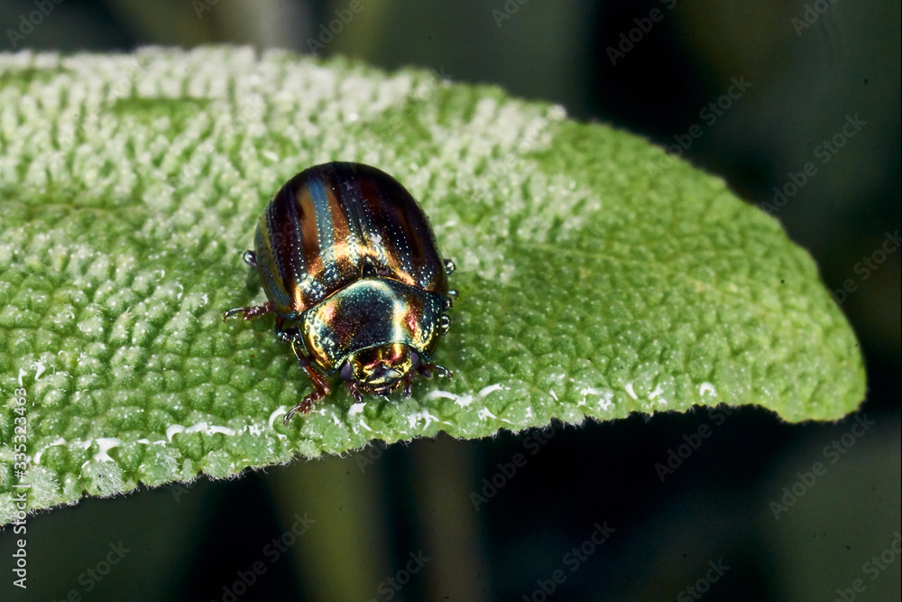 iridescent beetle on green leaf iridescent beetle on green leaf