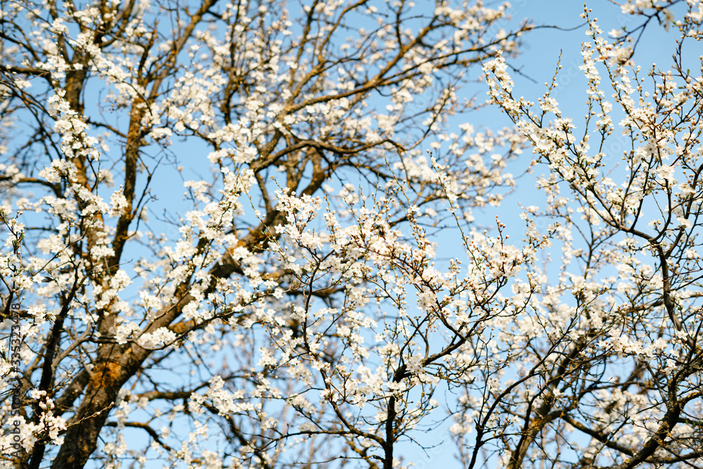 many beautiful, delicate, white flowers of a blooming apricot on a branch, in early spring against a blue sky on a Sunny day many beautiful, delicate, white flowers of a blooming apricot on a branch, in early spring against a blue sky on a Sunny day