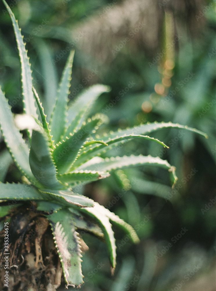 closeup of aloe vera closeup of aloe vera